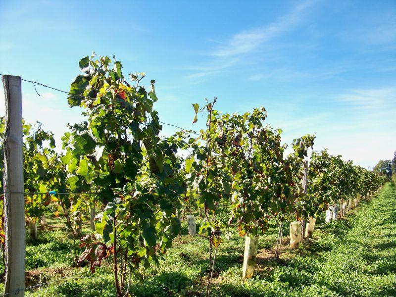 Des milliers d'hectares de vignes couvrent le Médoc et produisent de nombreux grands crus connus mondialement