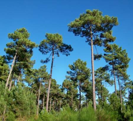 Les magnifiques forêts de pins qui entourent le Médoc sont une ressource essentielle pour la région